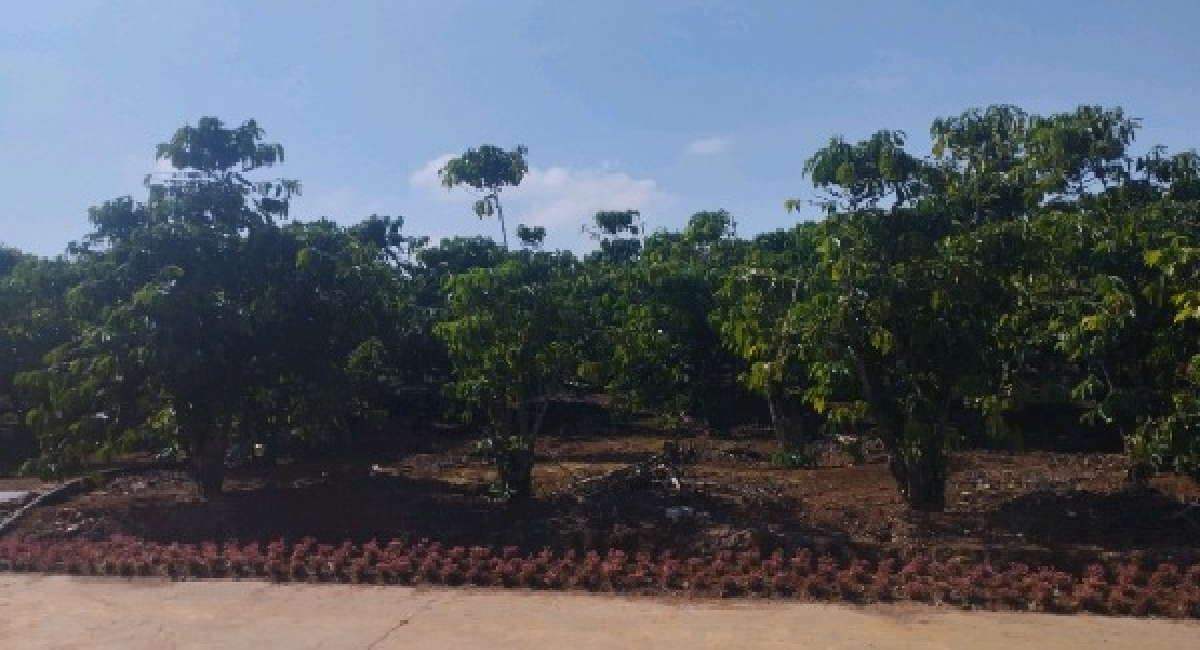 BÁN NHÀ MẶT TIỀN ĐƯỜNG LÊ HỒNG PHONG, TT. LIÊN NGHĨA