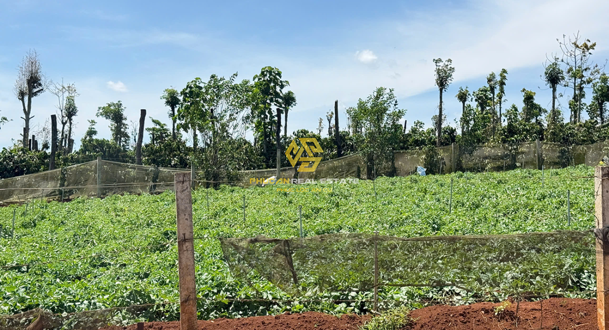 ĐẤT NỀN THỔ CƯ NGAY TÂN HỘI - ĐỨC TRỌNG GIÁ BÁN 650TR (BAO THUẾ PHÍ)