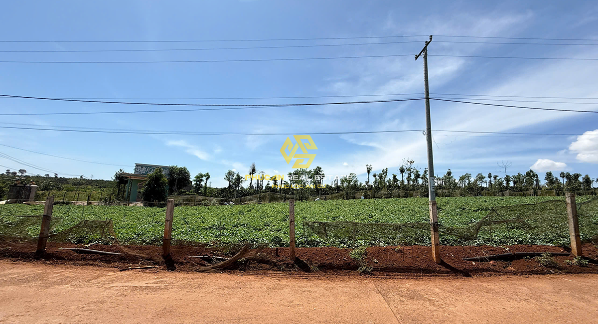 ĐẤT NỀN THỔ CƯ NGAY TÂN HỘI - ĐỨC TRỌNG GIÁ BÁN 650TR (BAO THUẾ PHÍ)